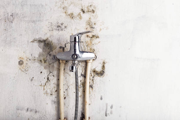 Best Professional Mold Removal  in Mission Hills, KS