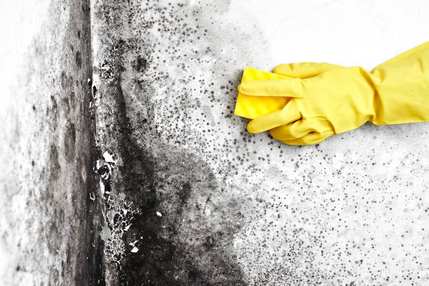 Best Residential Mold Removal  in Mission Hills, KS