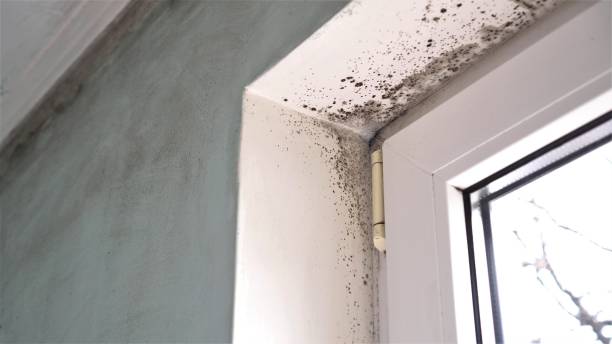 Best Mold Testing  in Mission Hills, KS