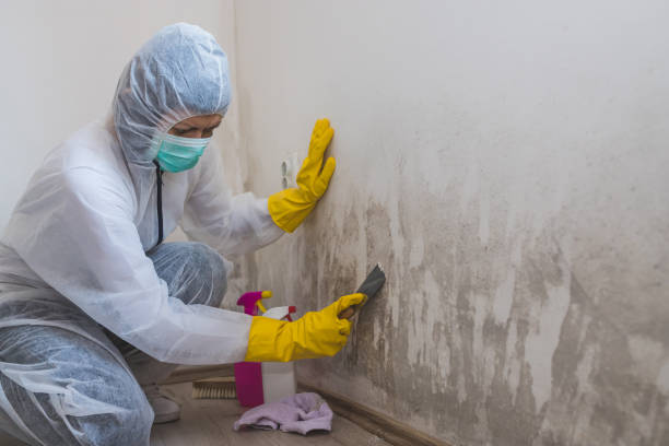 Attic Mold Removal in Mission Hills, KS