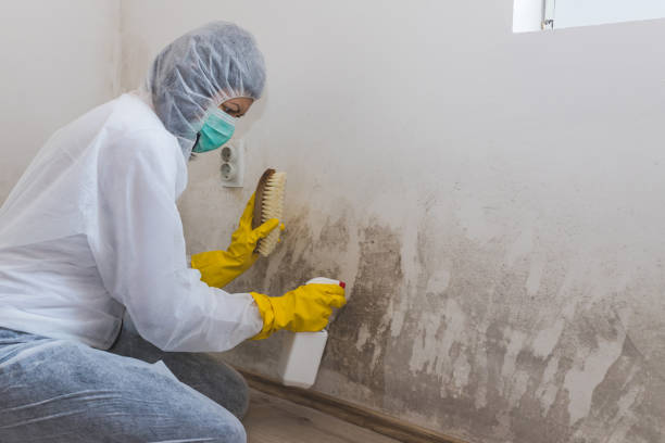 Best Attic Mold Removal  in Mission Hills, KS
