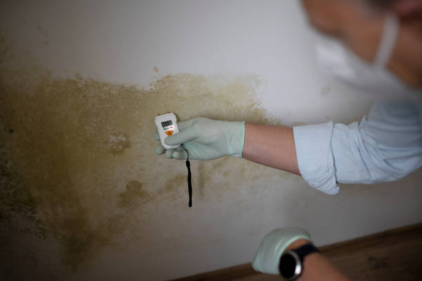 Best Commercial Mold Removal  in Mission Hills, KS